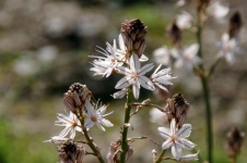 White Asphodel Flowers