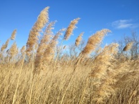Wild Reeds In An Intact Nature