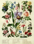 Wildflowers Floral Vintage Print
