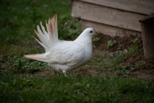 White Fancy Pigeon, Fantail Pigeon