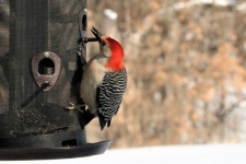 Woodpecker On Bird Feeder In Winter
