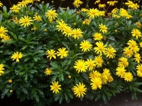 Yellow Blooms