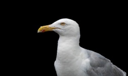 Herring Gull, Seabird