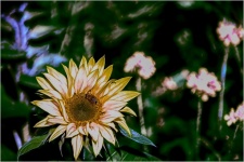 Sunflower, Bee, Insect