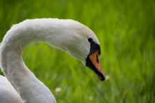 Swan, Large Water Bird