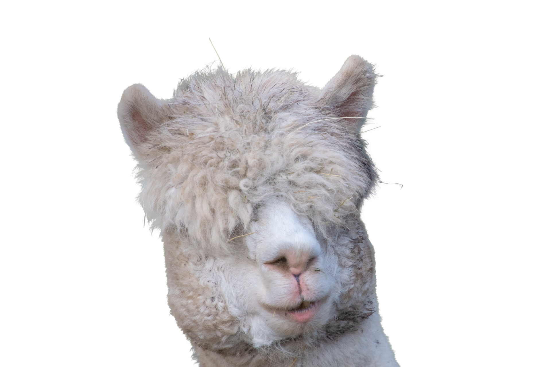 Head of an alpaca transparent background