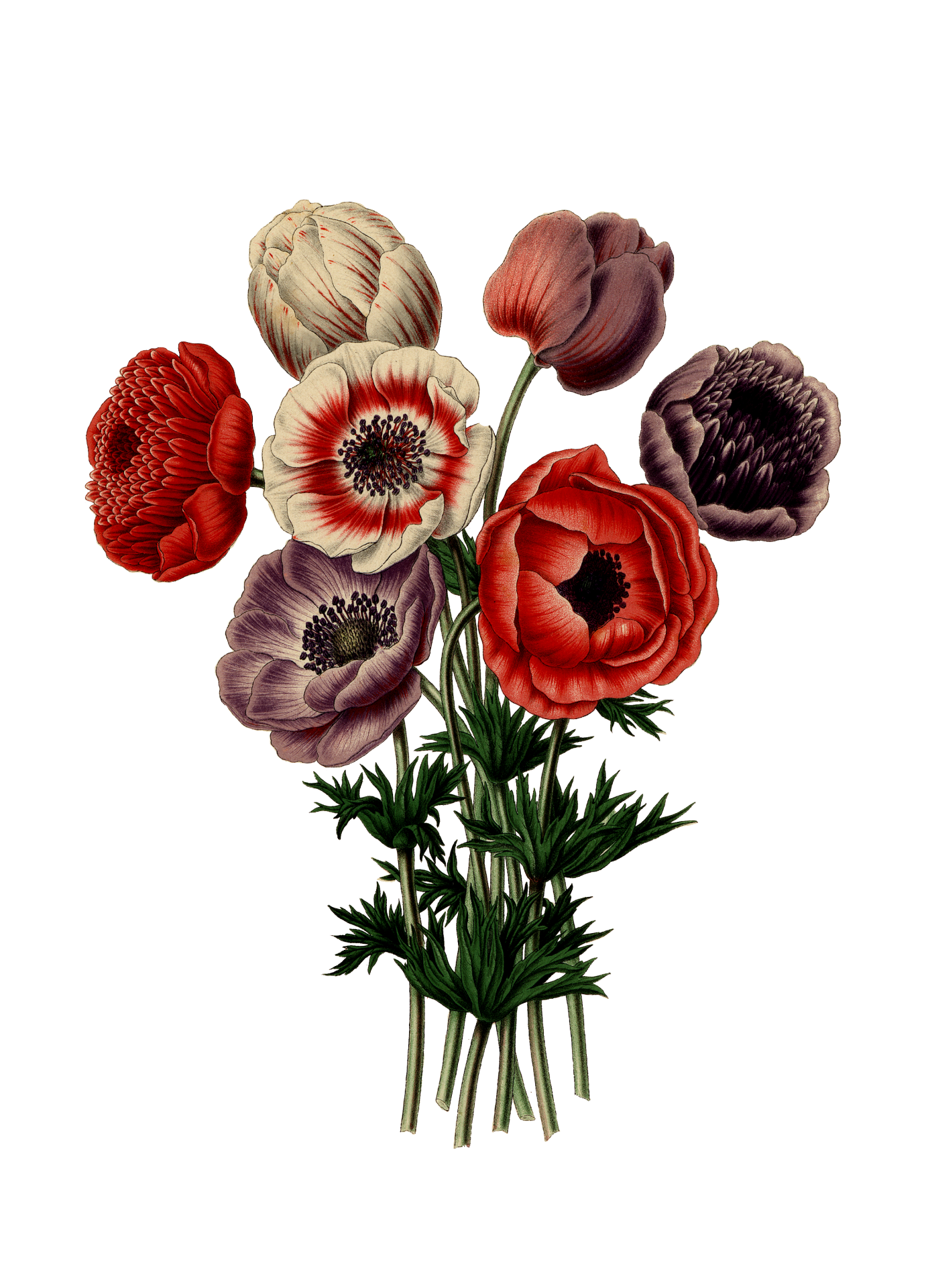 Anemone Flowers Vintage Art