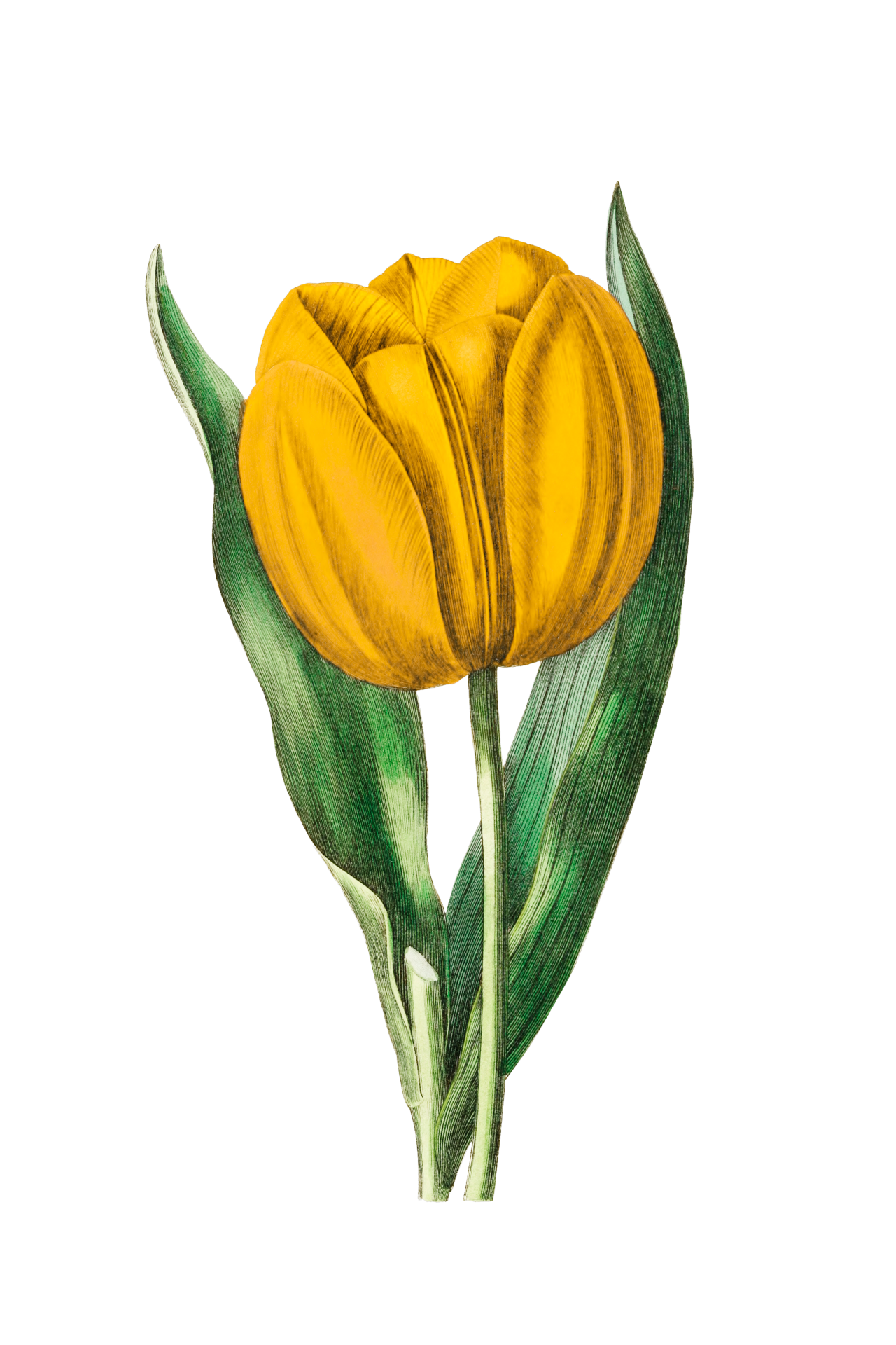 Flower Tulip Yellow Blossom Illustration Graphic Clip Art with Transparent Background PNG File Vintage Sticker Spring Time Easter Motif Decorative