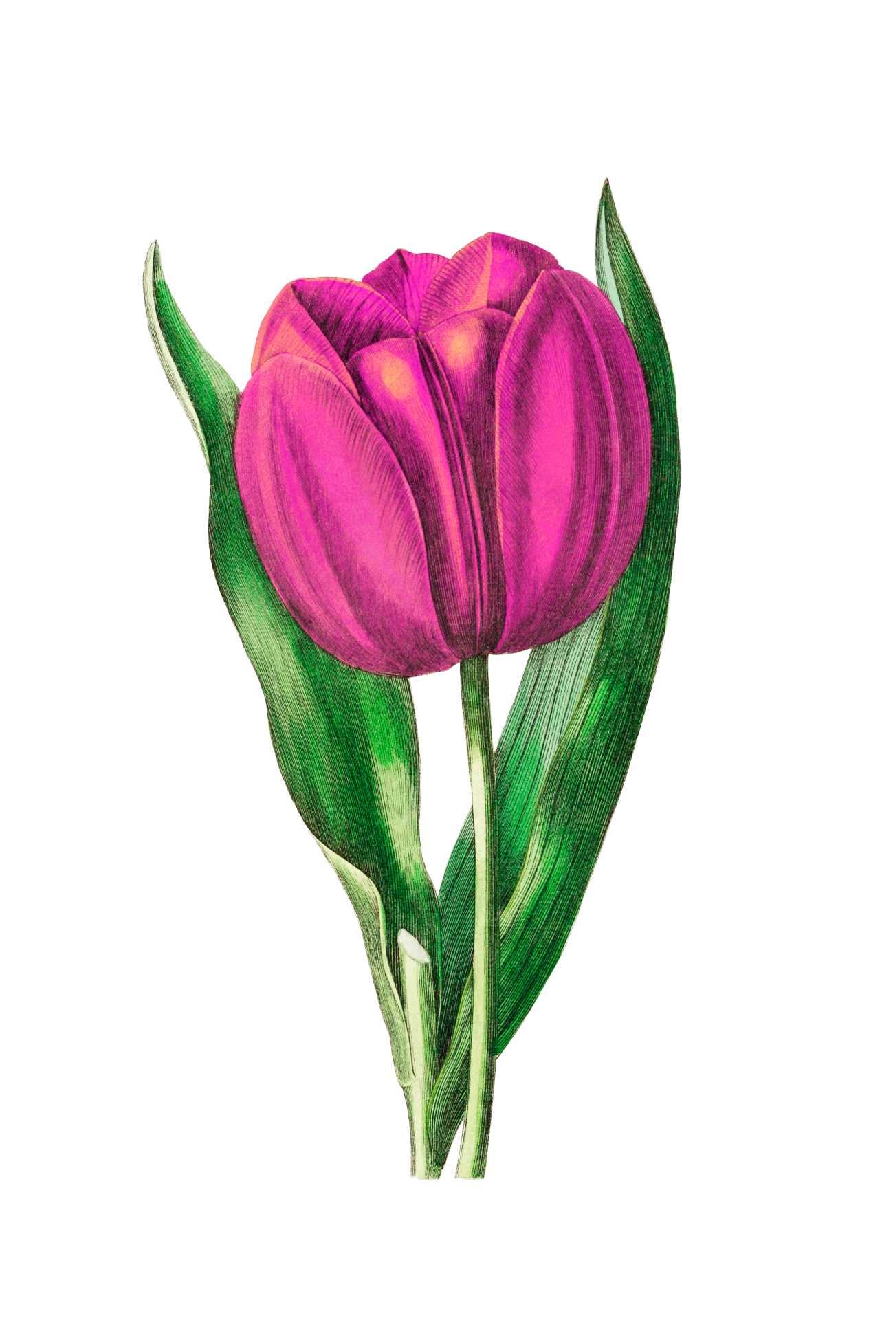 Flower Tulip Pink Clipart