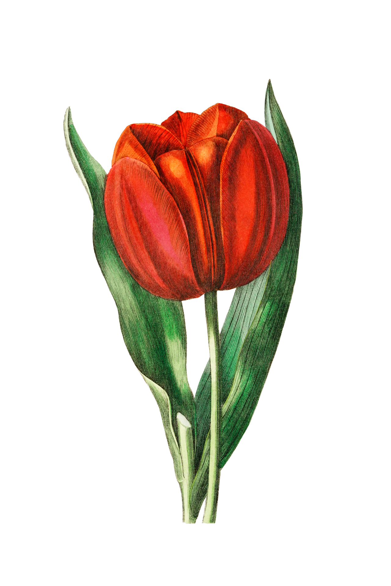 Flower tulip red blossom illustration graphic clip art with transparent background png file vintage sticker spring time easter motif decorative