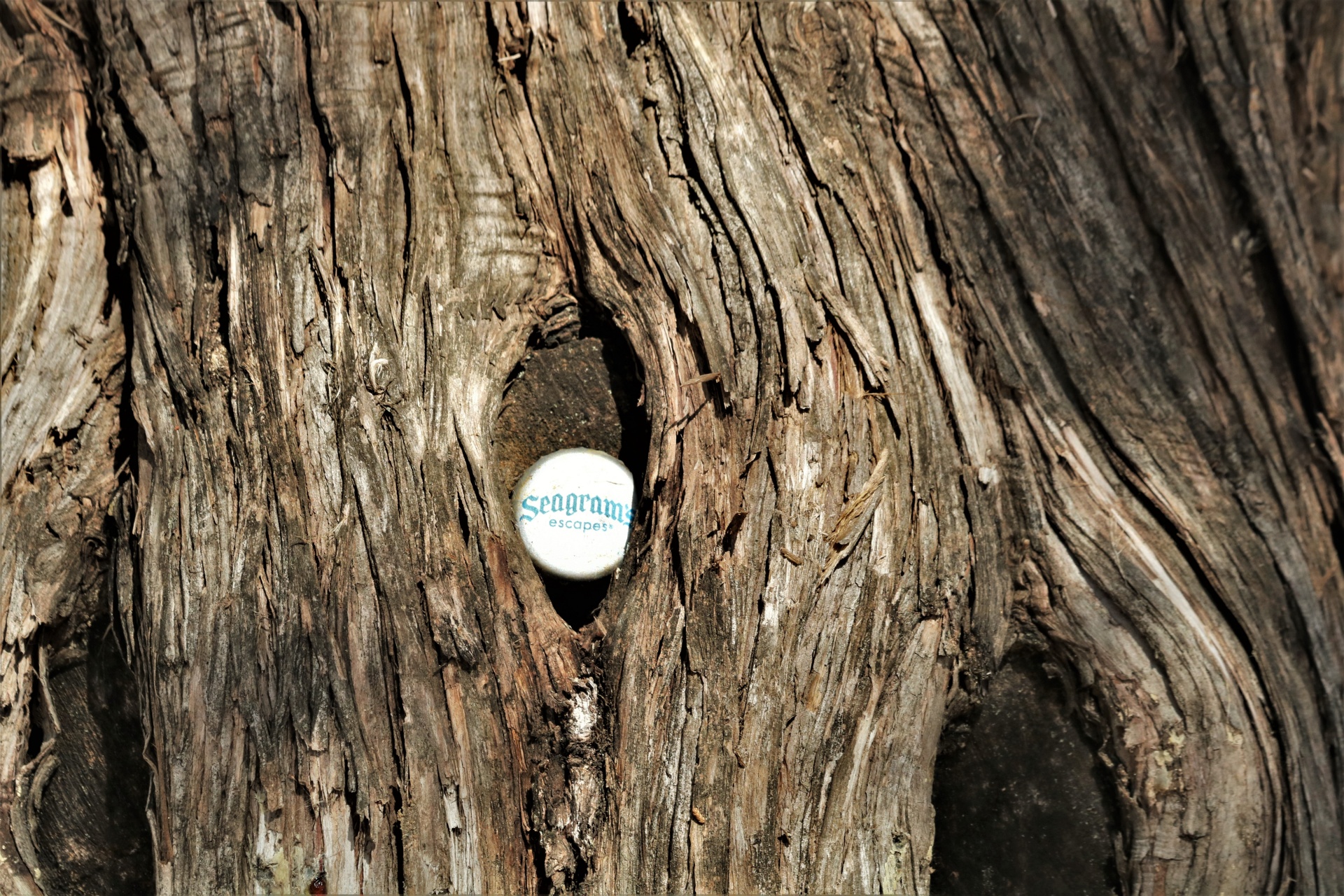 Close-up of a Seagrams bottle cap stuck in the trunk of a cedar tree.
