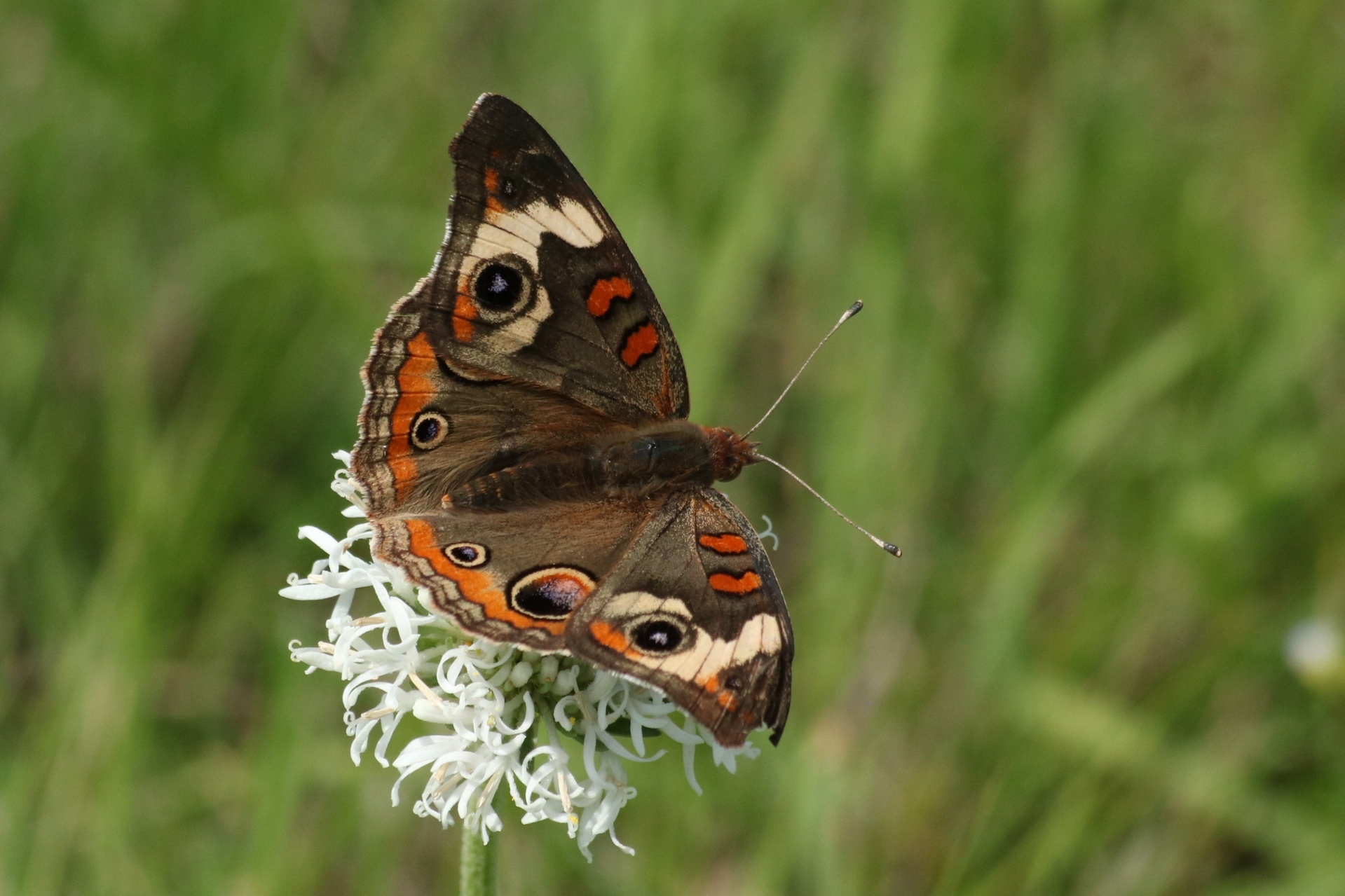 Close-up of a common buckeye butterfly on a white flower, with a green blurred background.