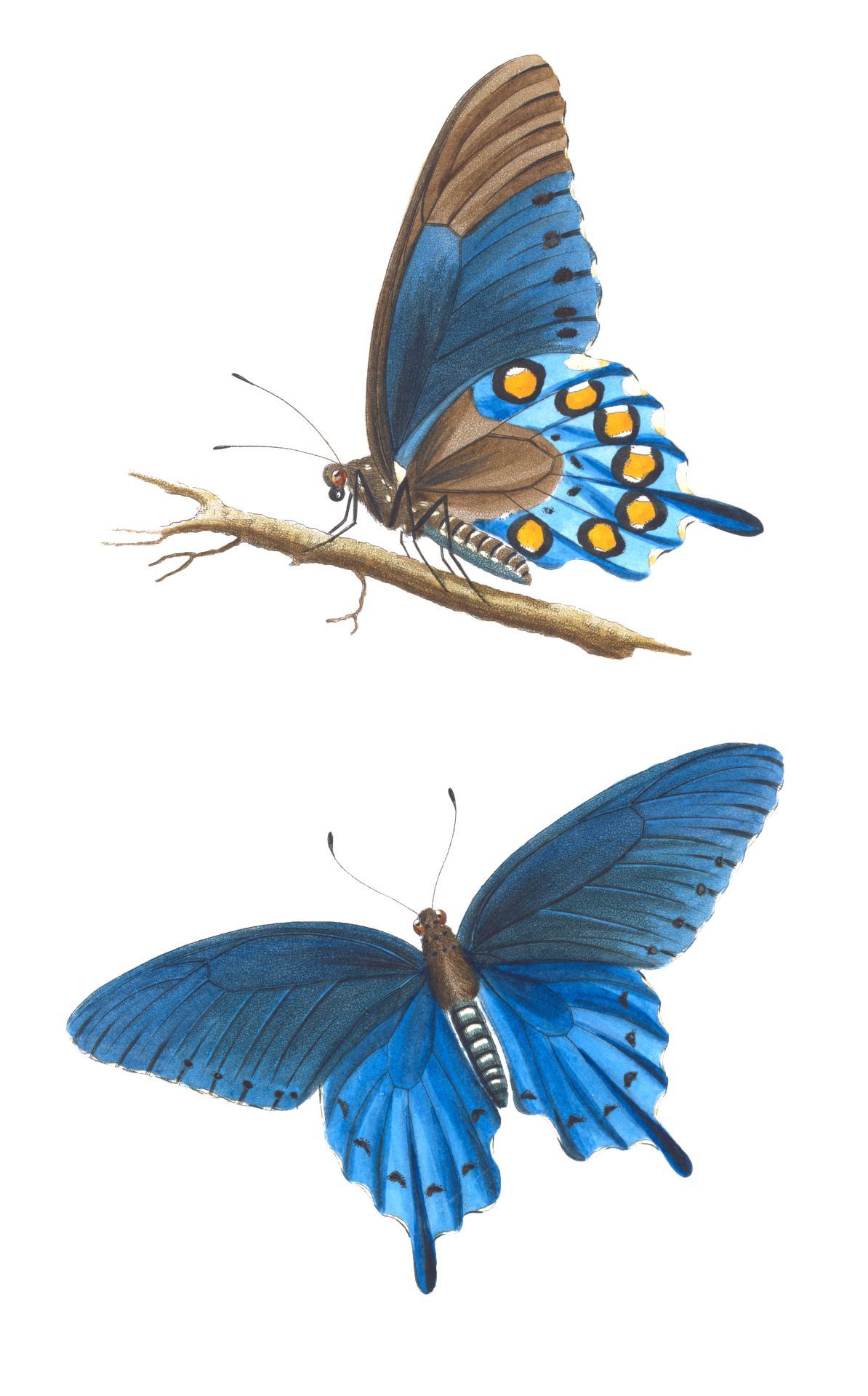Butterfly Blue Vintage Art