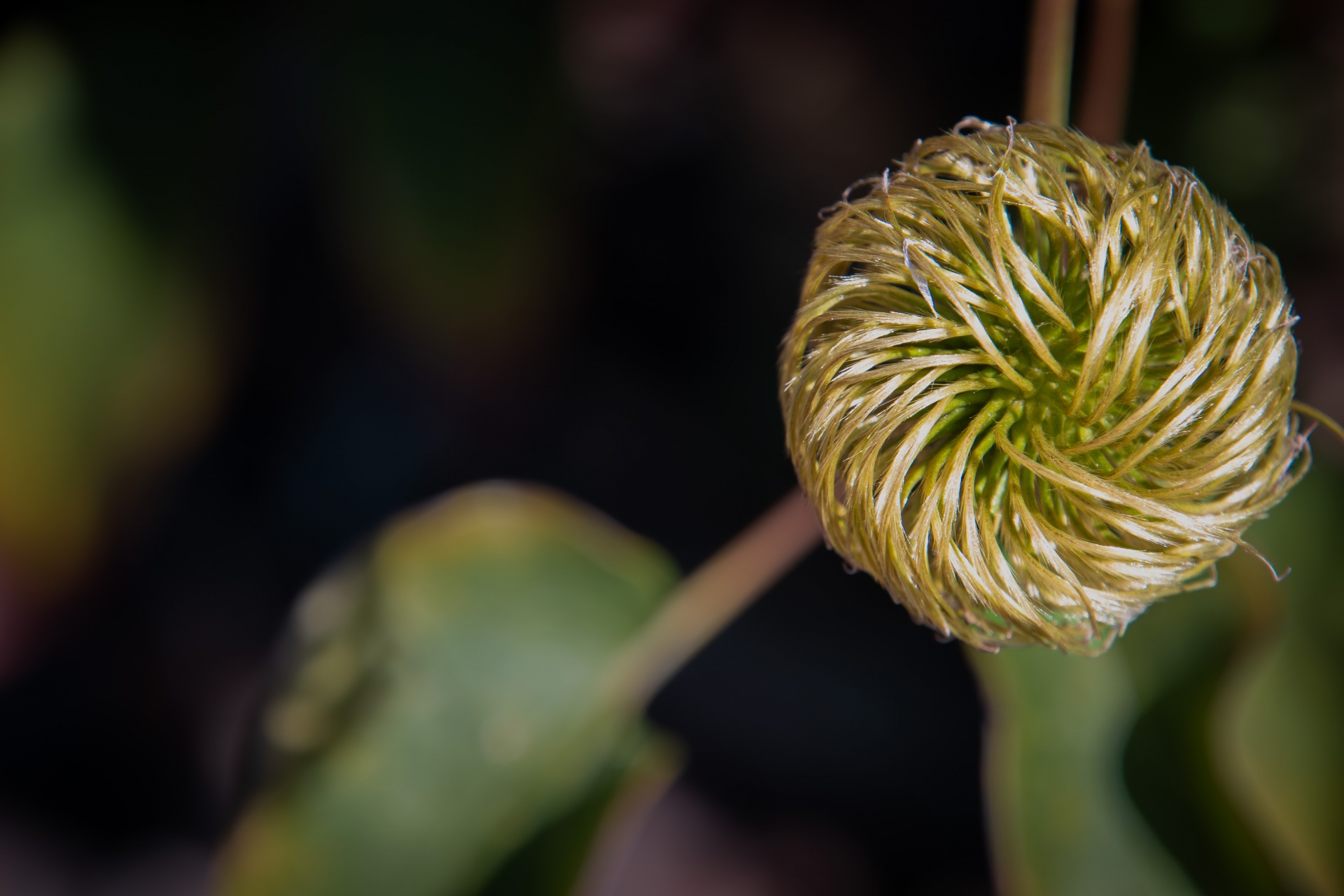 Clematis, Wilted Flower