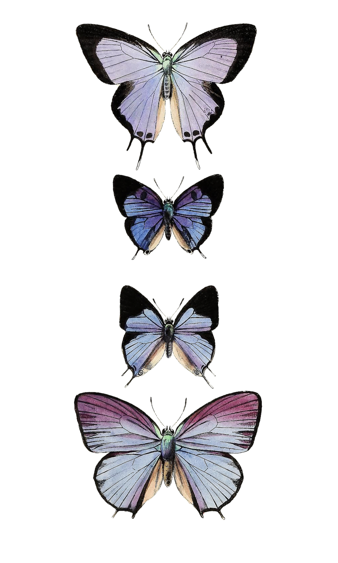 Clipart Vintage Butterflies