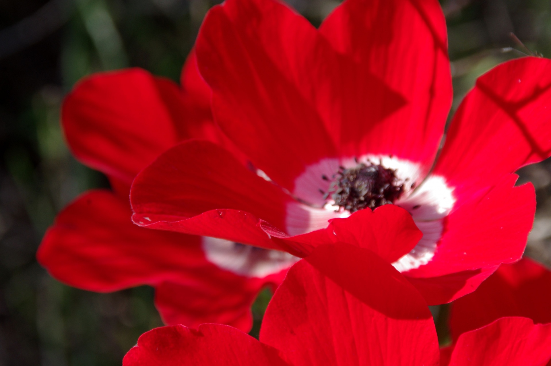 Close-up Of Two Red Anemone Flowers
