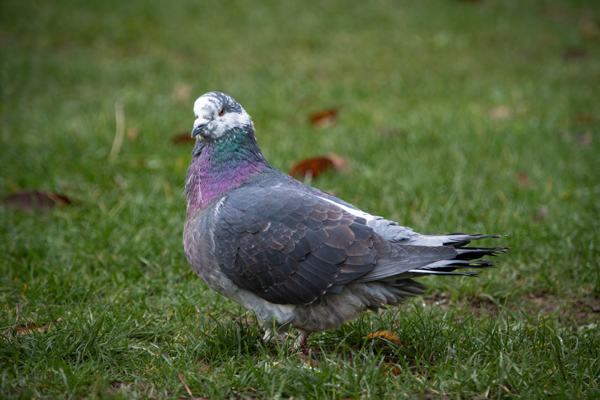 A pigeon in the grass, common pigeon, bird, ornithology, domestic pigeon, city pigeon, wallpaper
