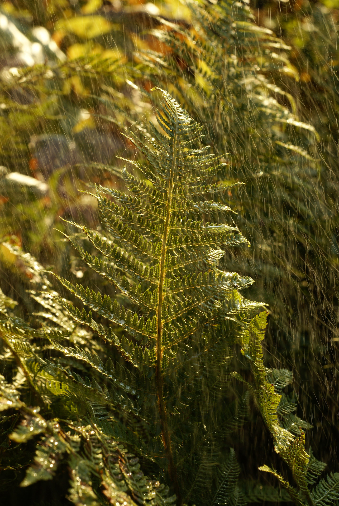 Fern Rain Leaves Foliage Raindrops Sunshine Photography