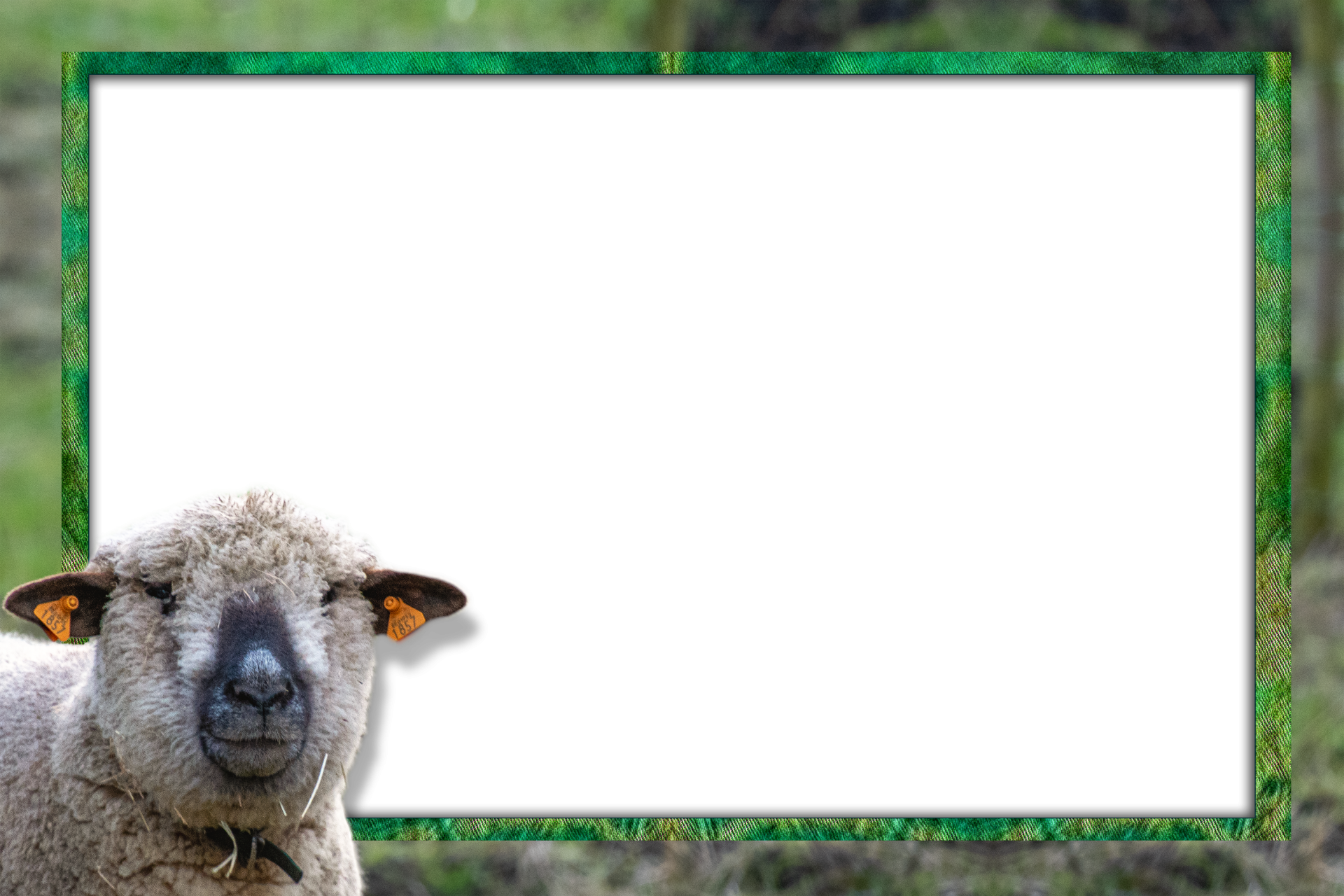 Frame, Sheep