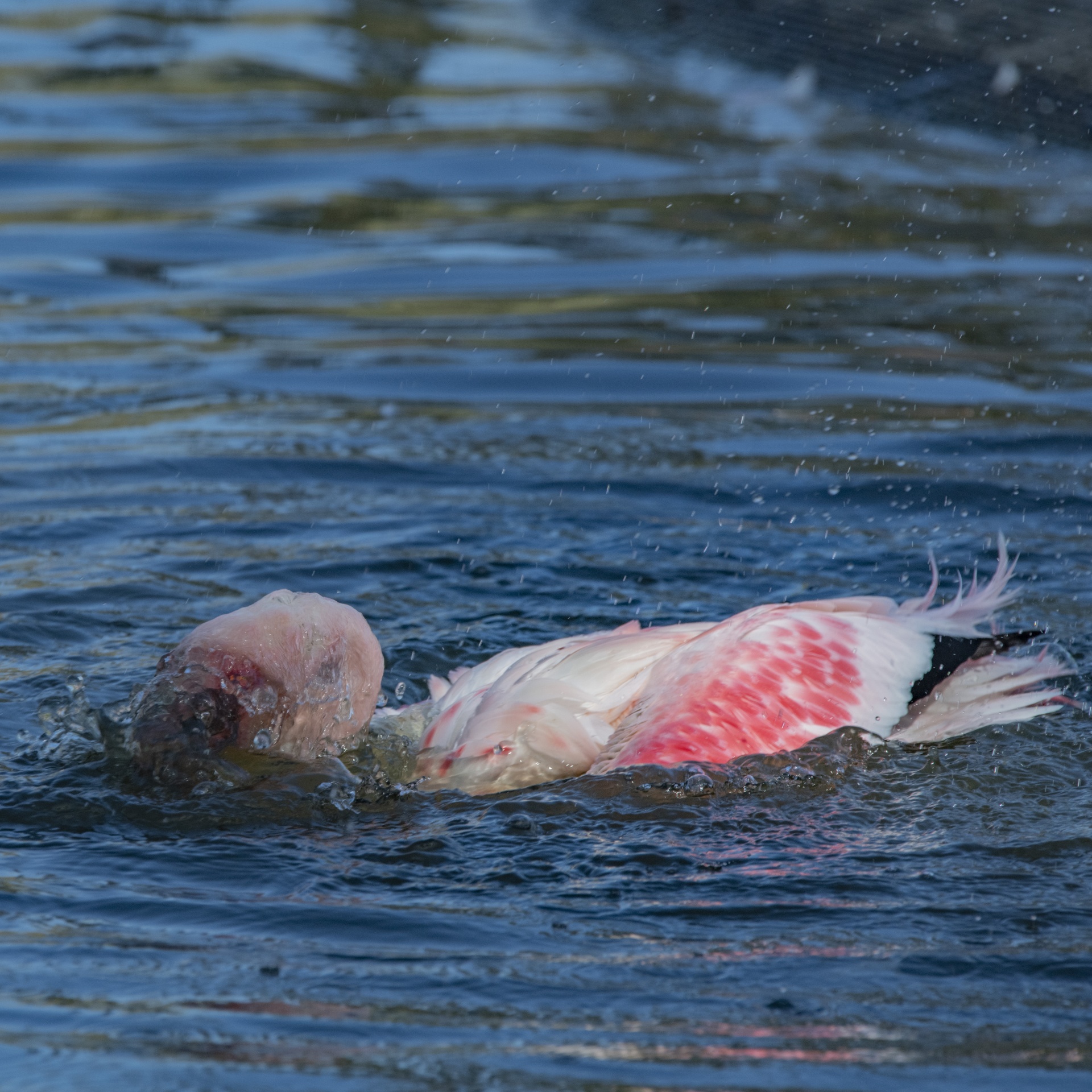Funny Flamingo In Water