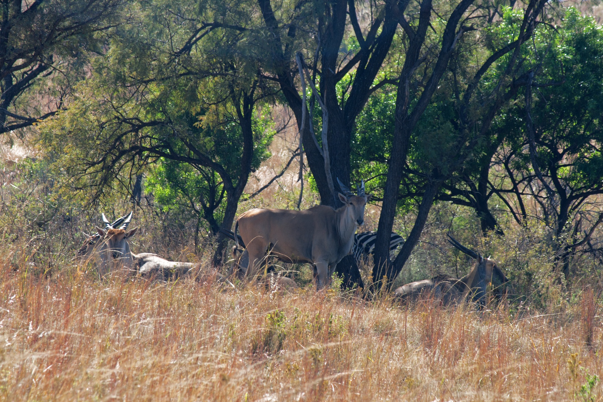 Group Of Eland Antelope Sheltering