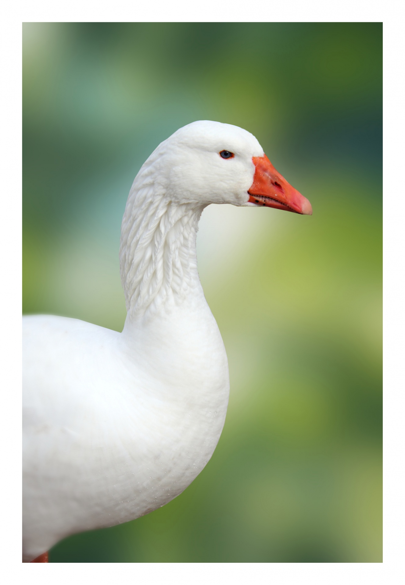Domestic Goose White Goose Bird