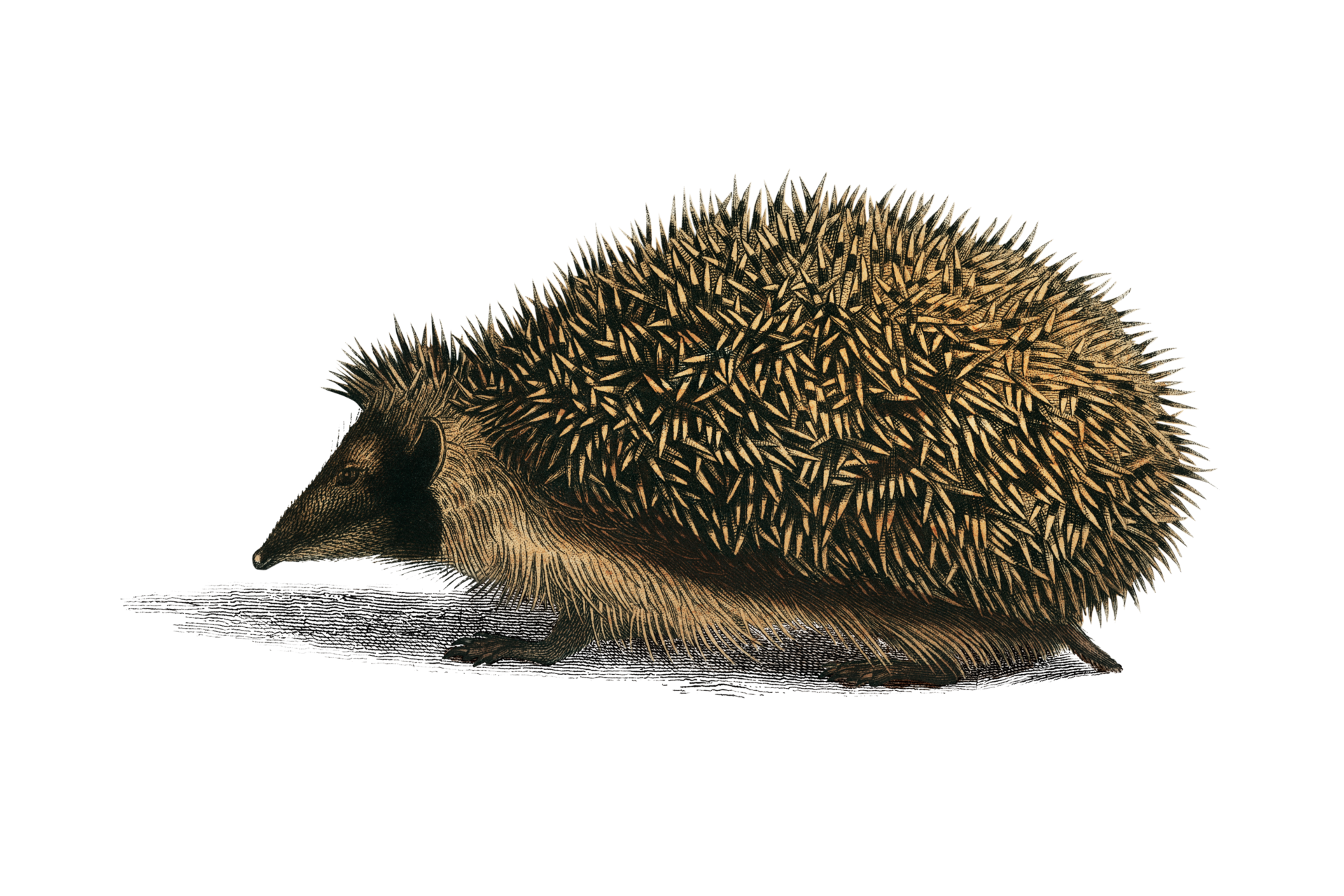Hedgehog Vintage Illustration Clipart