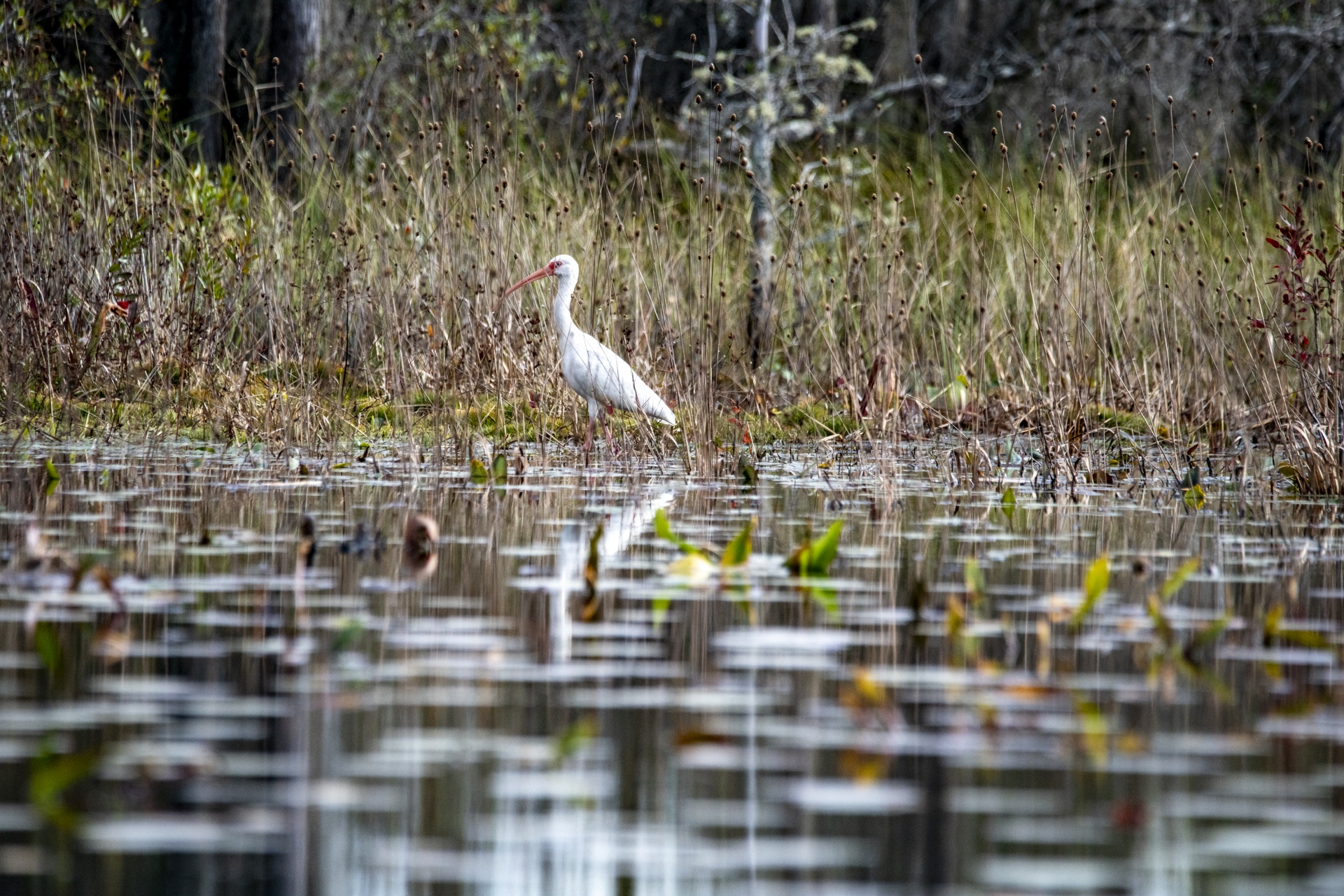 Egret in the shallow waters of the okefenokee swamp in Georgia