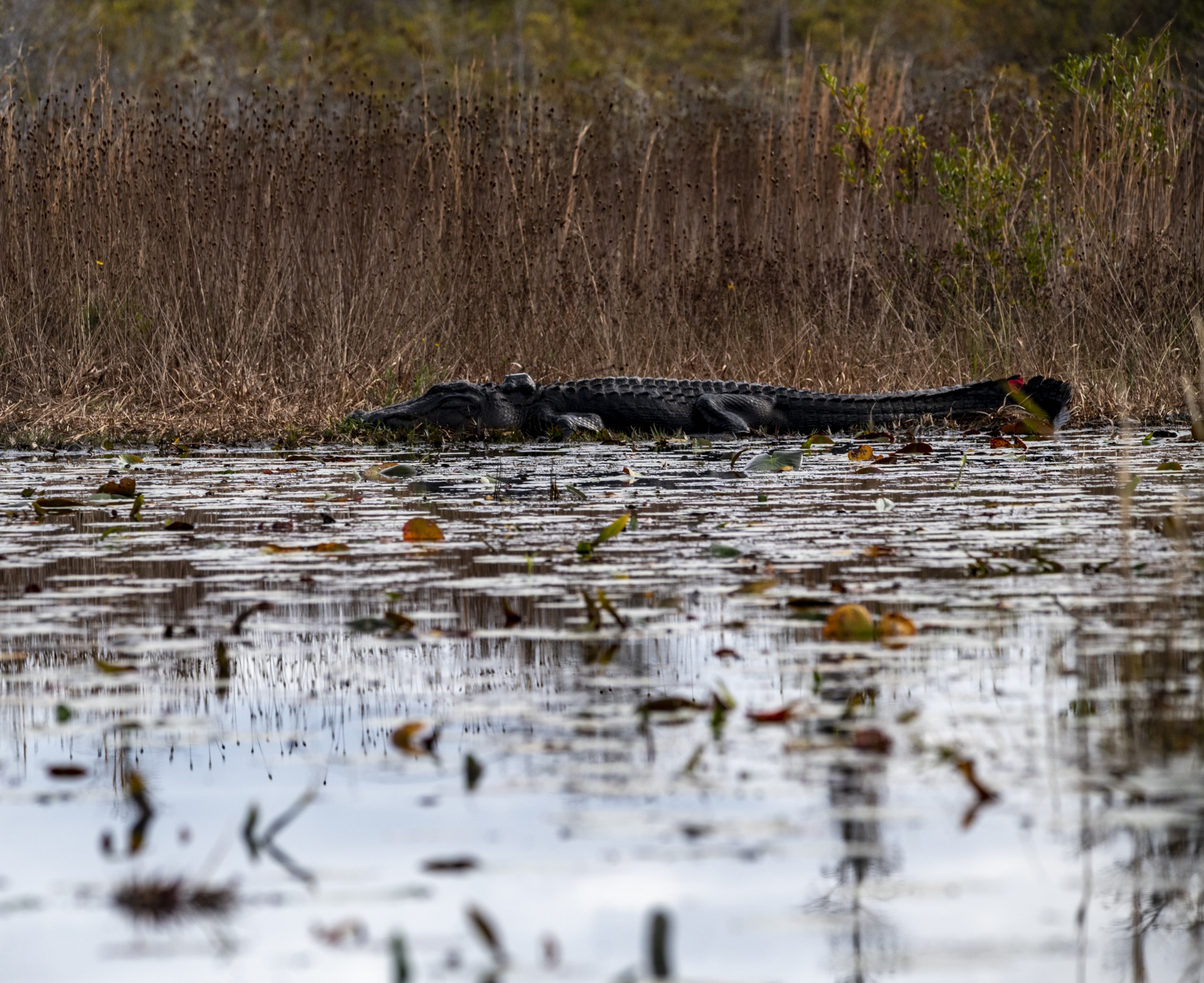 Alligator In Georgia Swamps