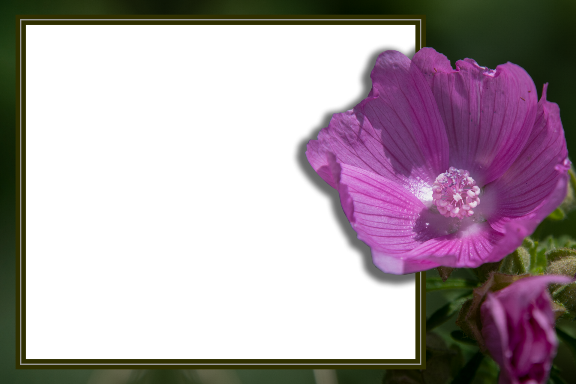 Frame on transparent background with a flower, Five-part mallow, Malva alcea