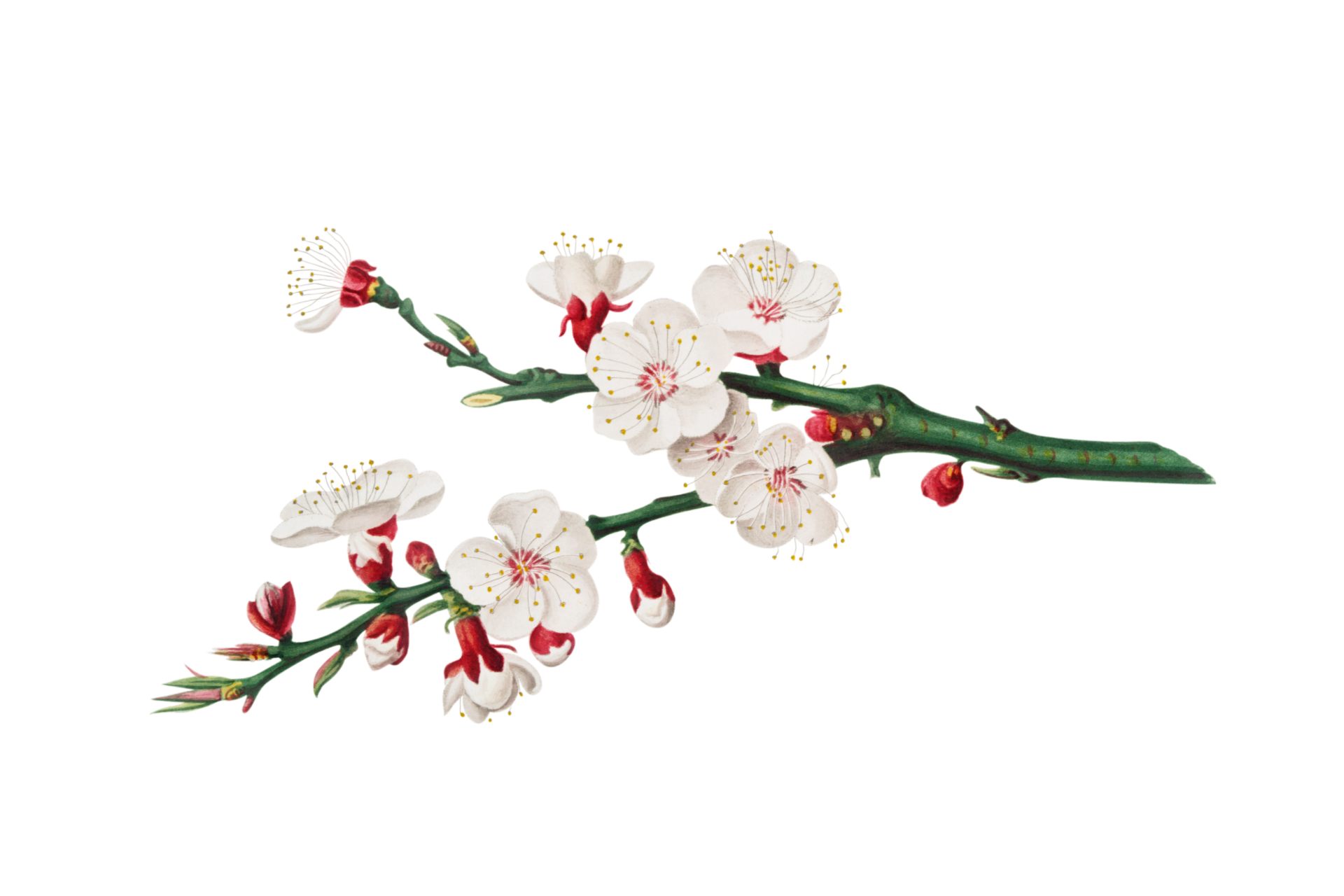 Cherry Blossom Branch Vintage Art