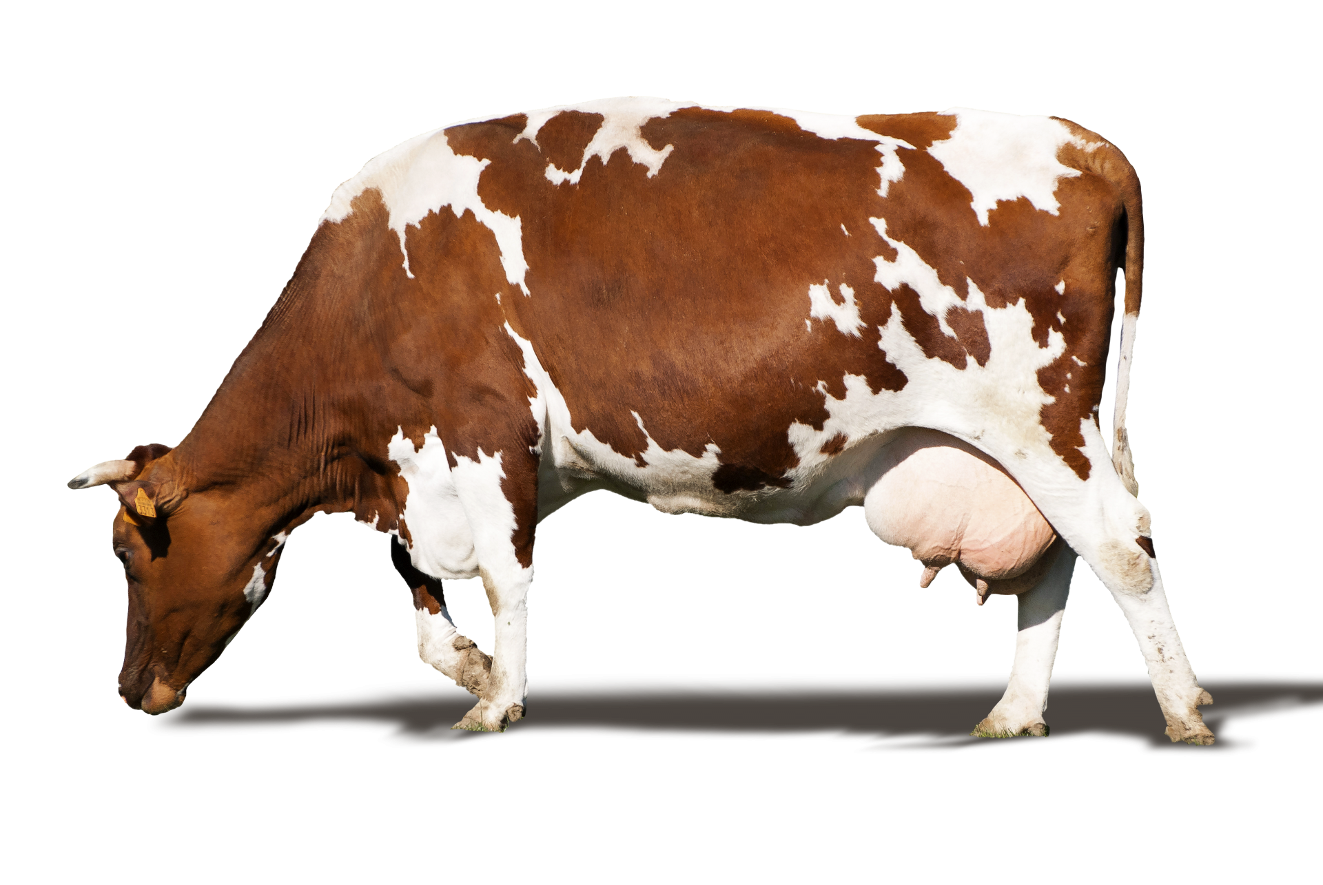 Cow, Farm Animal, Mammal