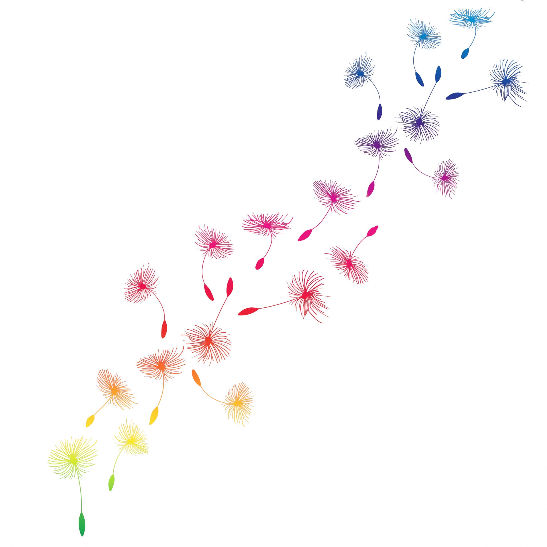 Dandelion Colorful