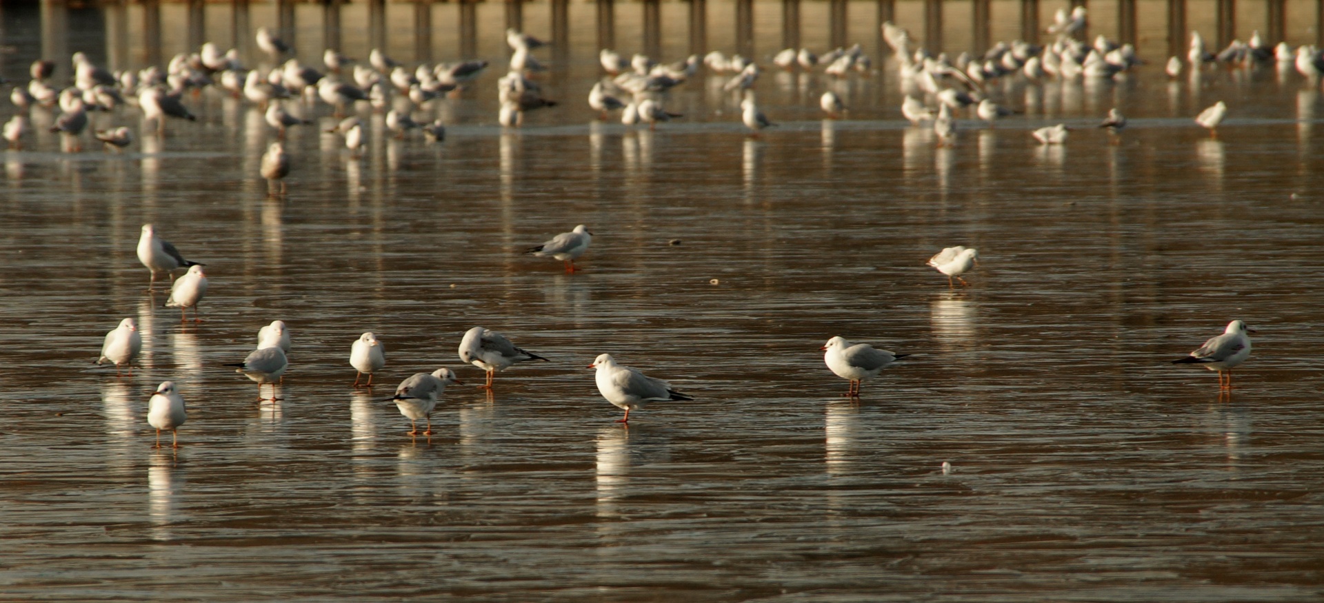 Frozen Seagulls Ice Surface Lake