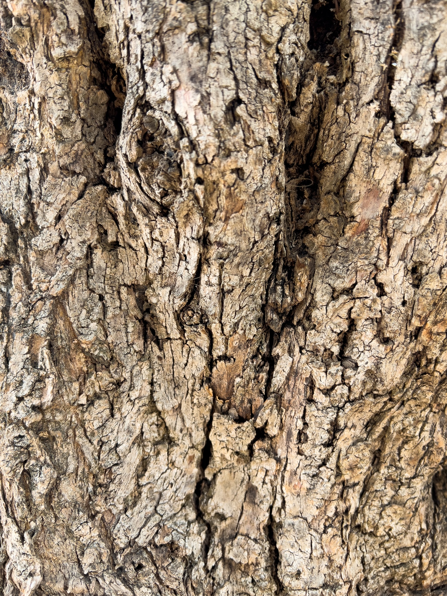 Olive Tree Bark Texture