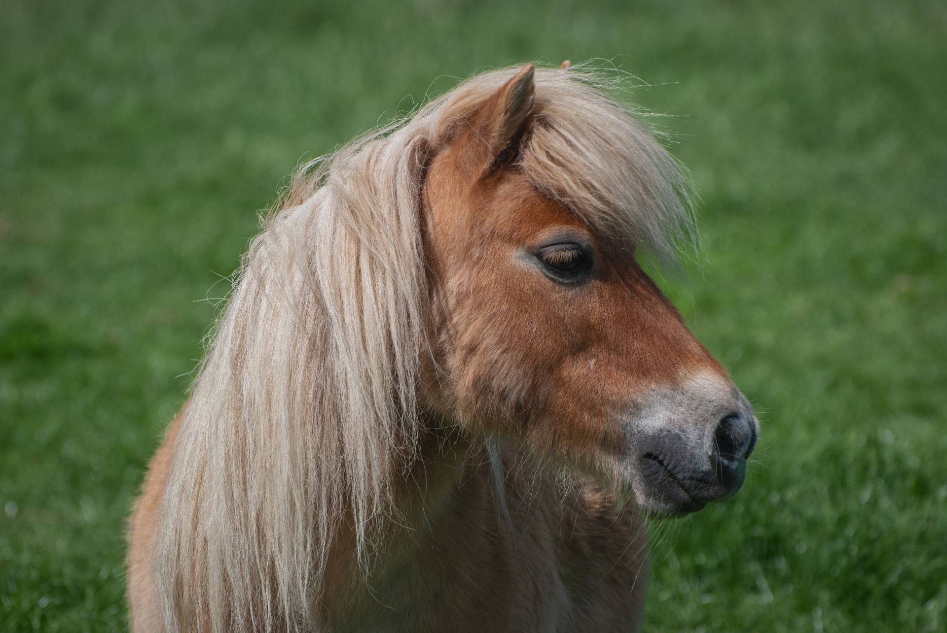 Pony, Shetland Pony, Small Horse