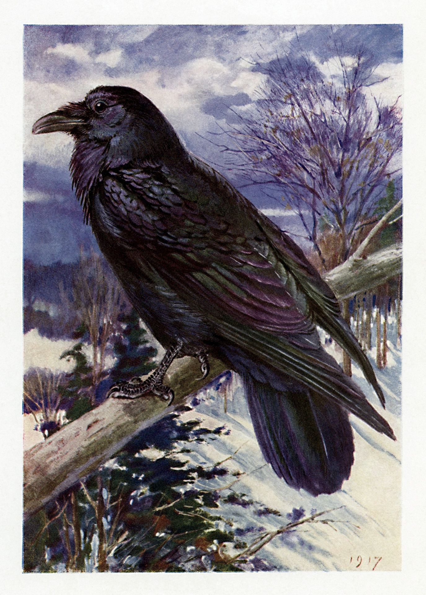 Raven Bird Vintage Art