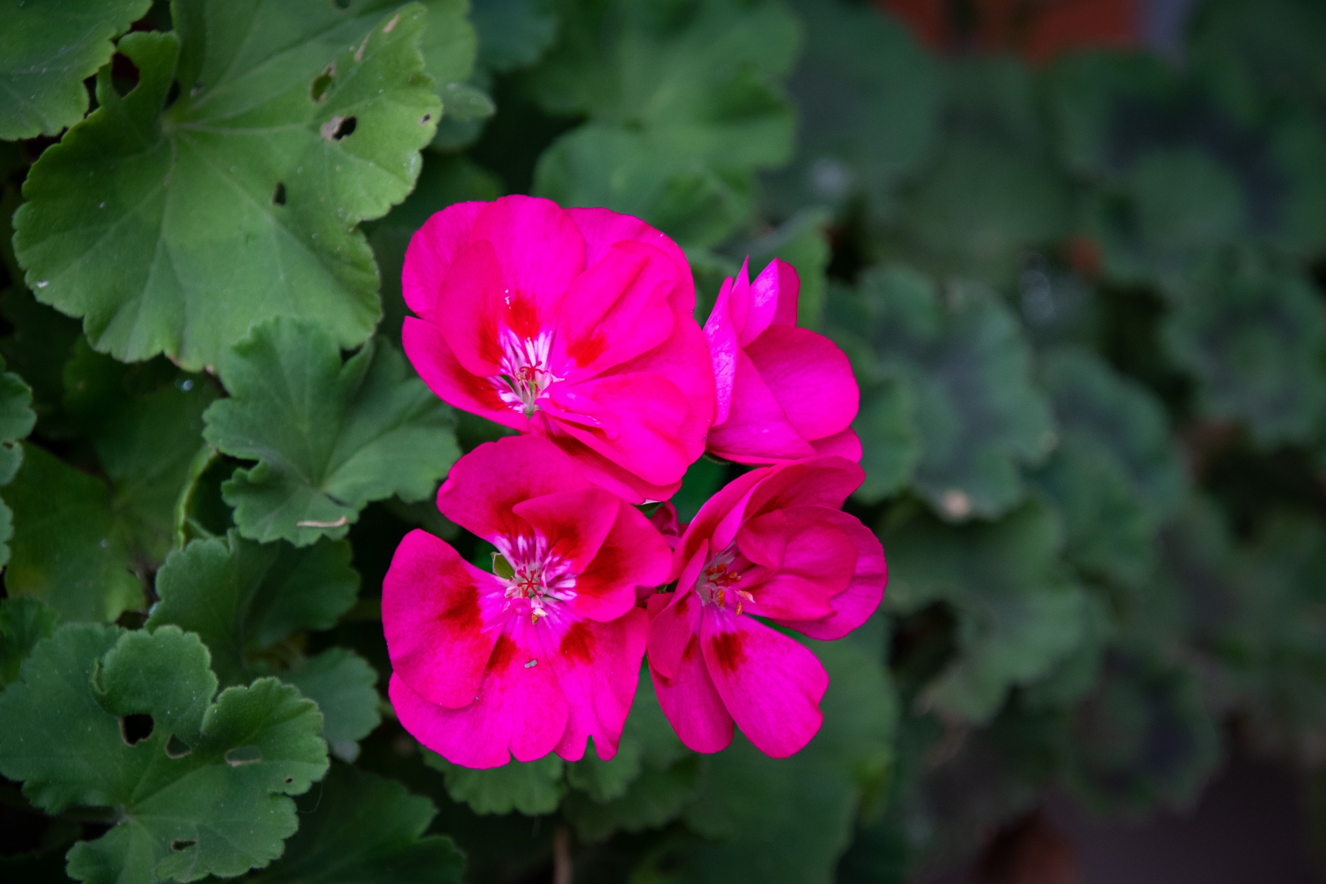 Pink Flower, Geranium