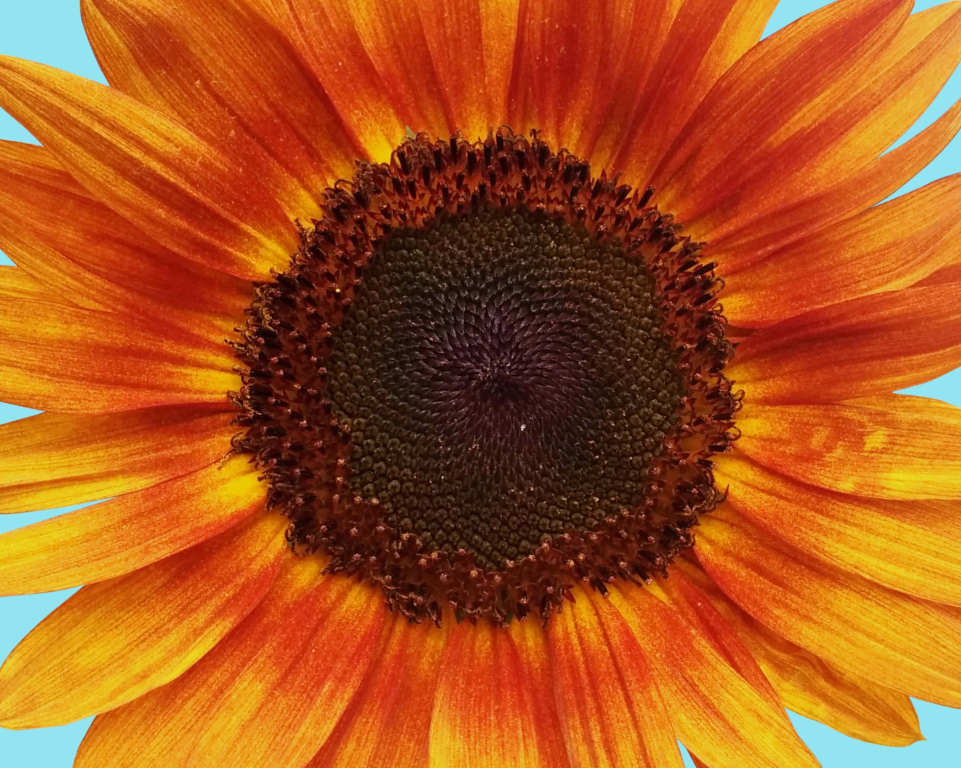 Sunflower Blossom Macro Photography
