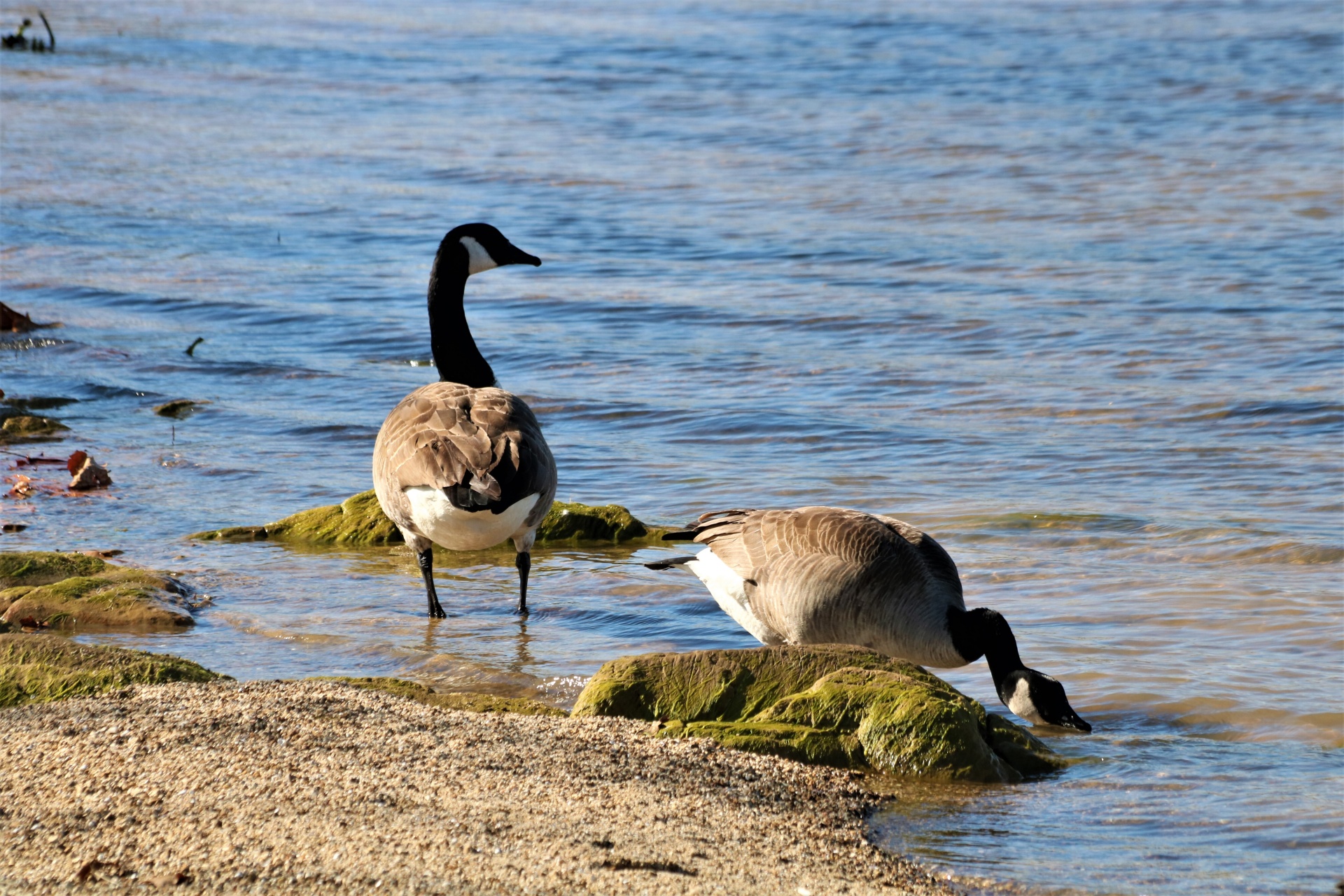 Two Canada Geese At Waters Edge