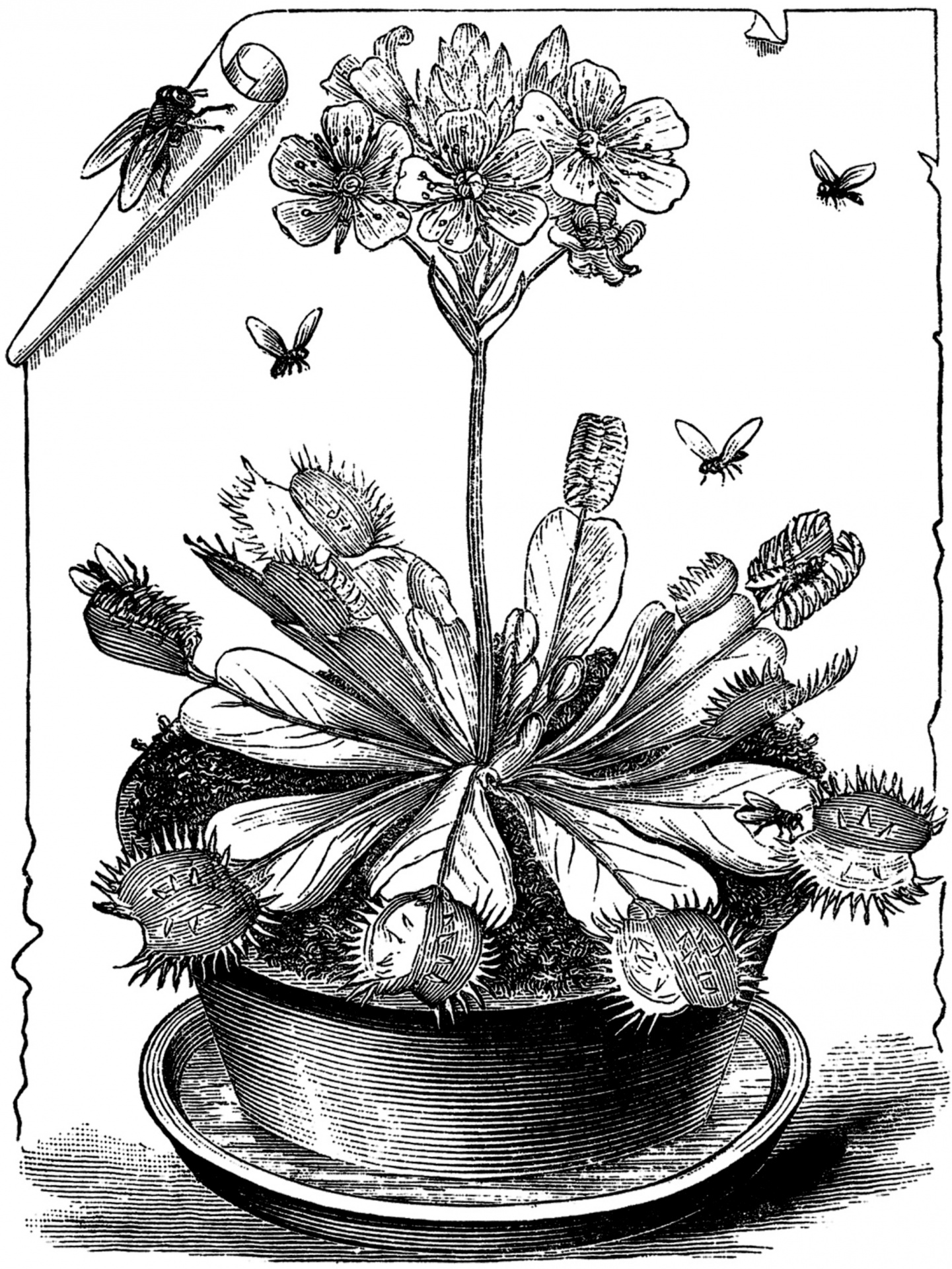 Venus flytrap carnivorous plant clipart vintage art old antique illustration drawing