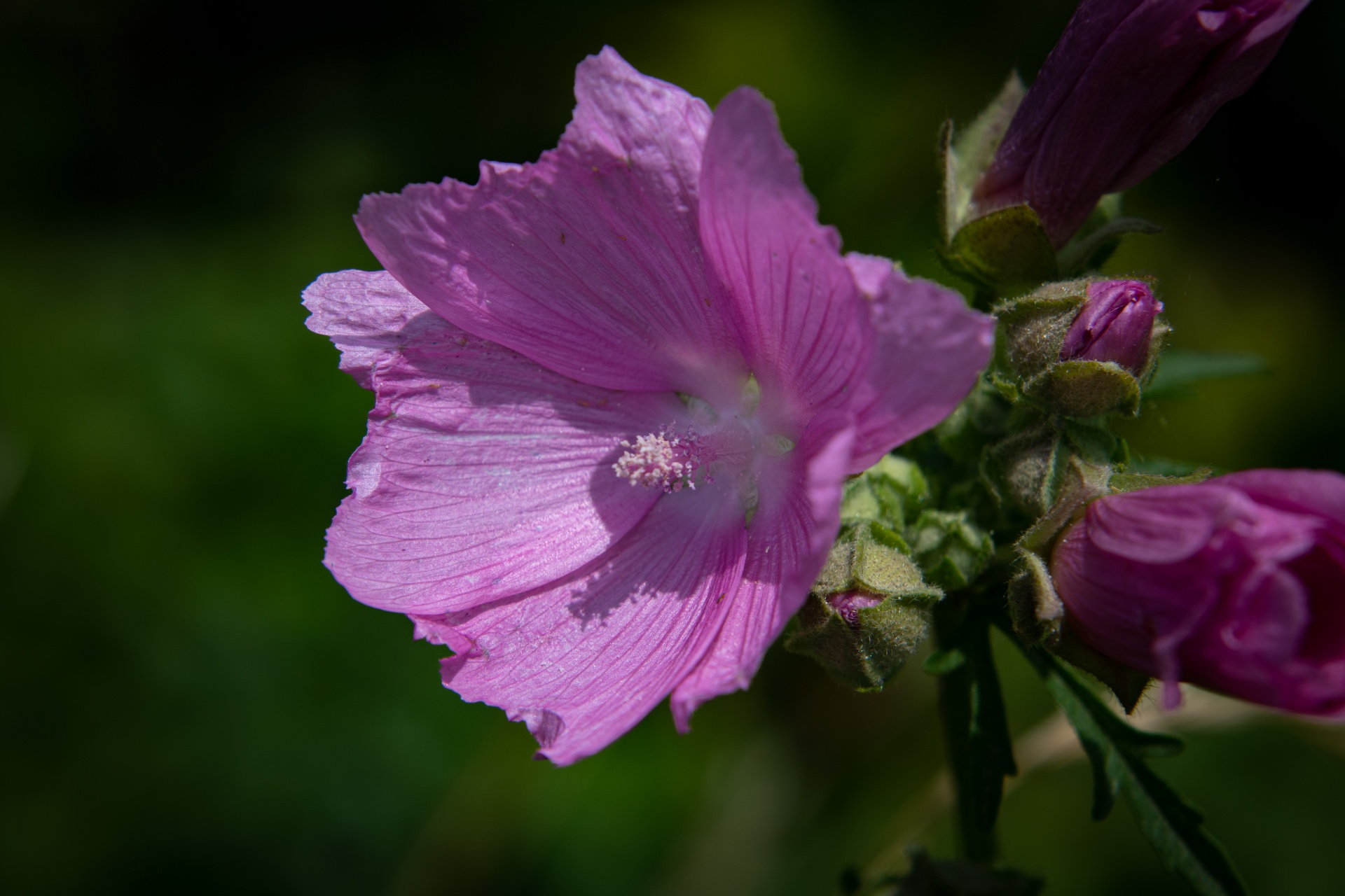Beautiful pink flower of the five-part mallow, Malva alcea, plant, flora, nature, detail photo