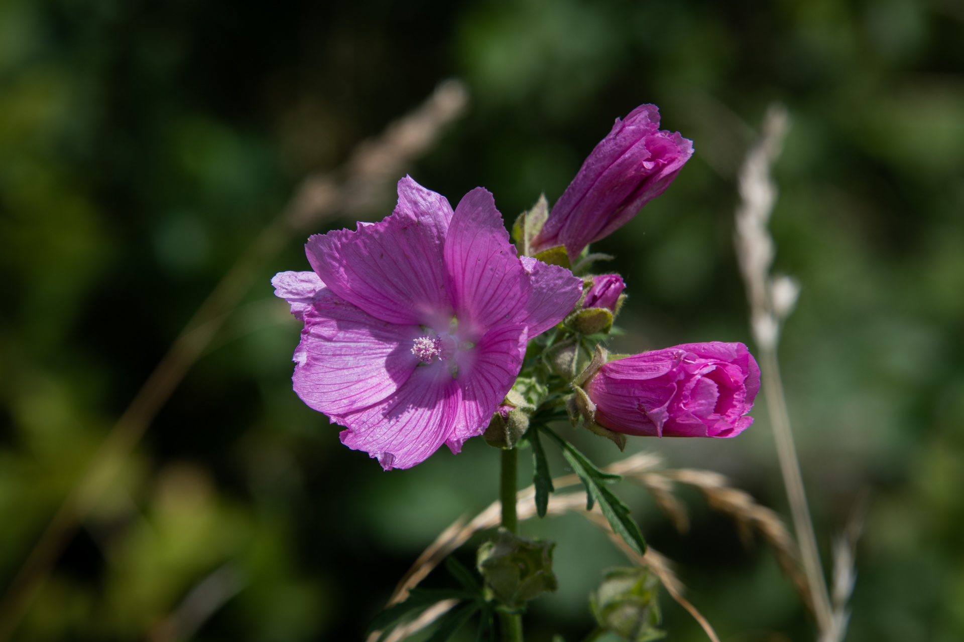 Beautiful pink flower of the five-part mallow, Malva alcea, plant, flora, nature