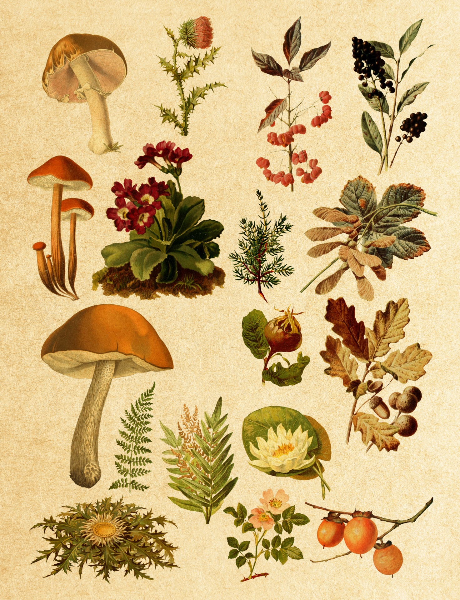 Vintage Botanical Plants & Fungi