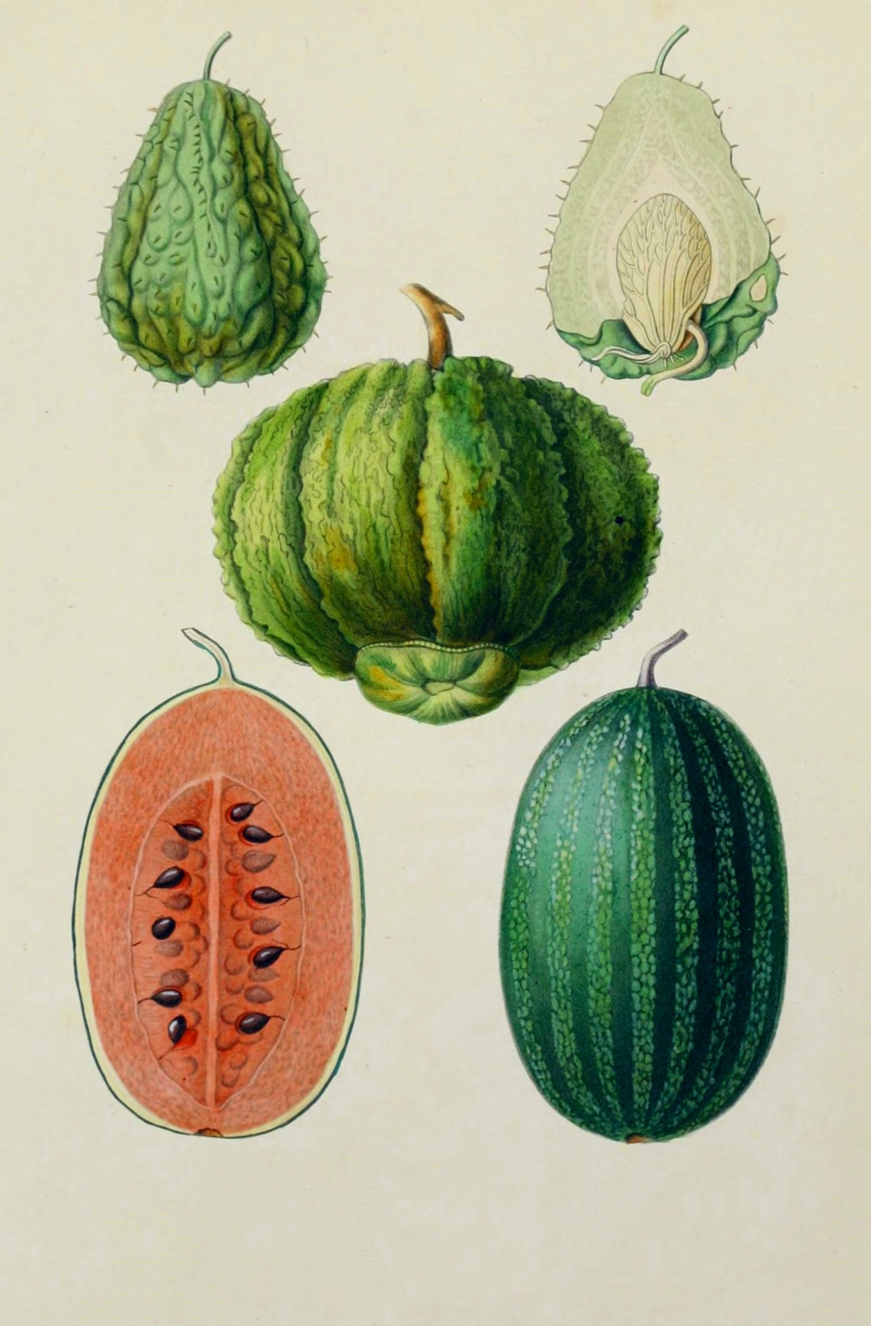 Vintage Fruit Illustration Old
