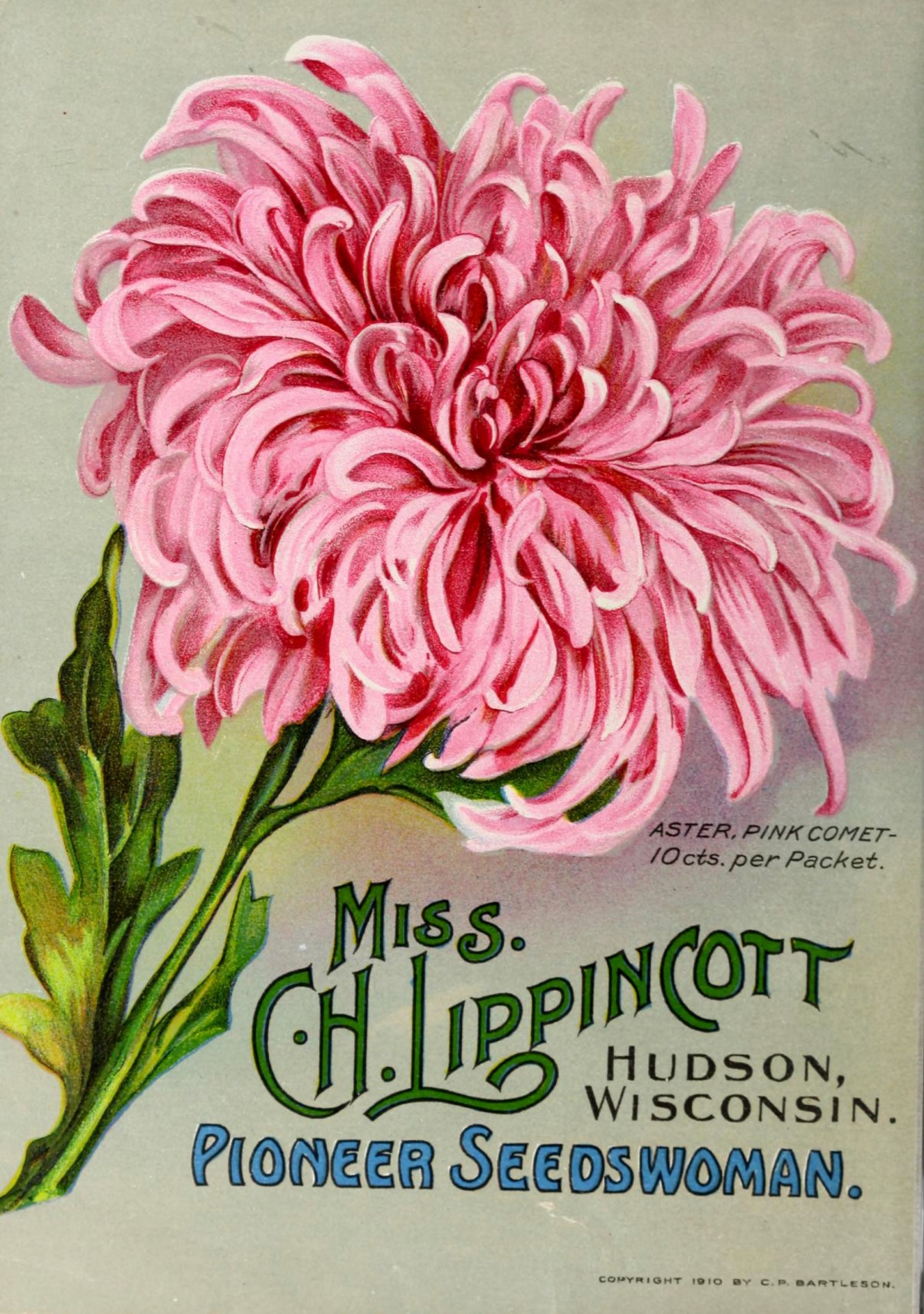 Vintage Seed Flowers Catalogue