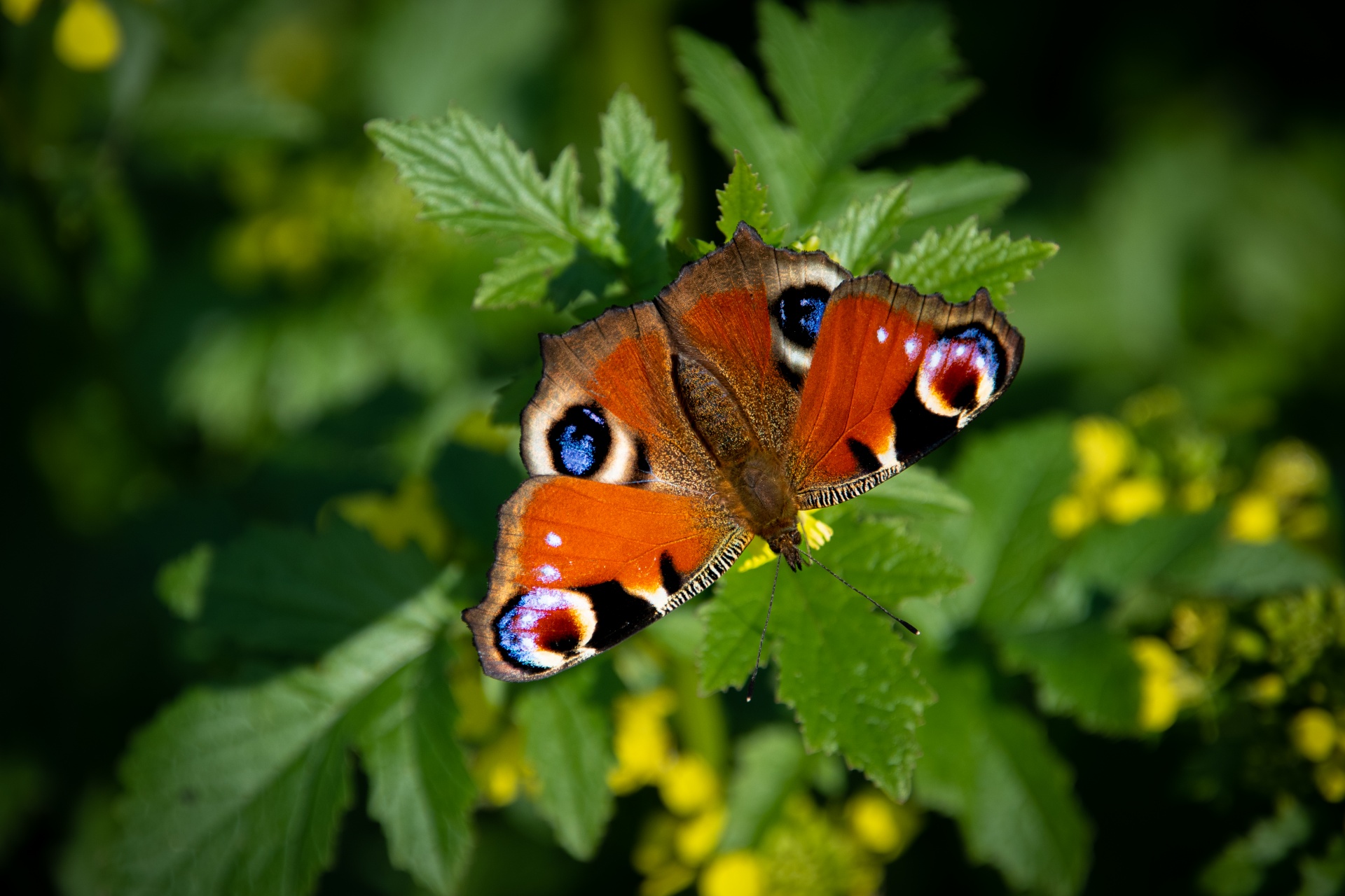 Butterfly, Insect, Peacock Eye