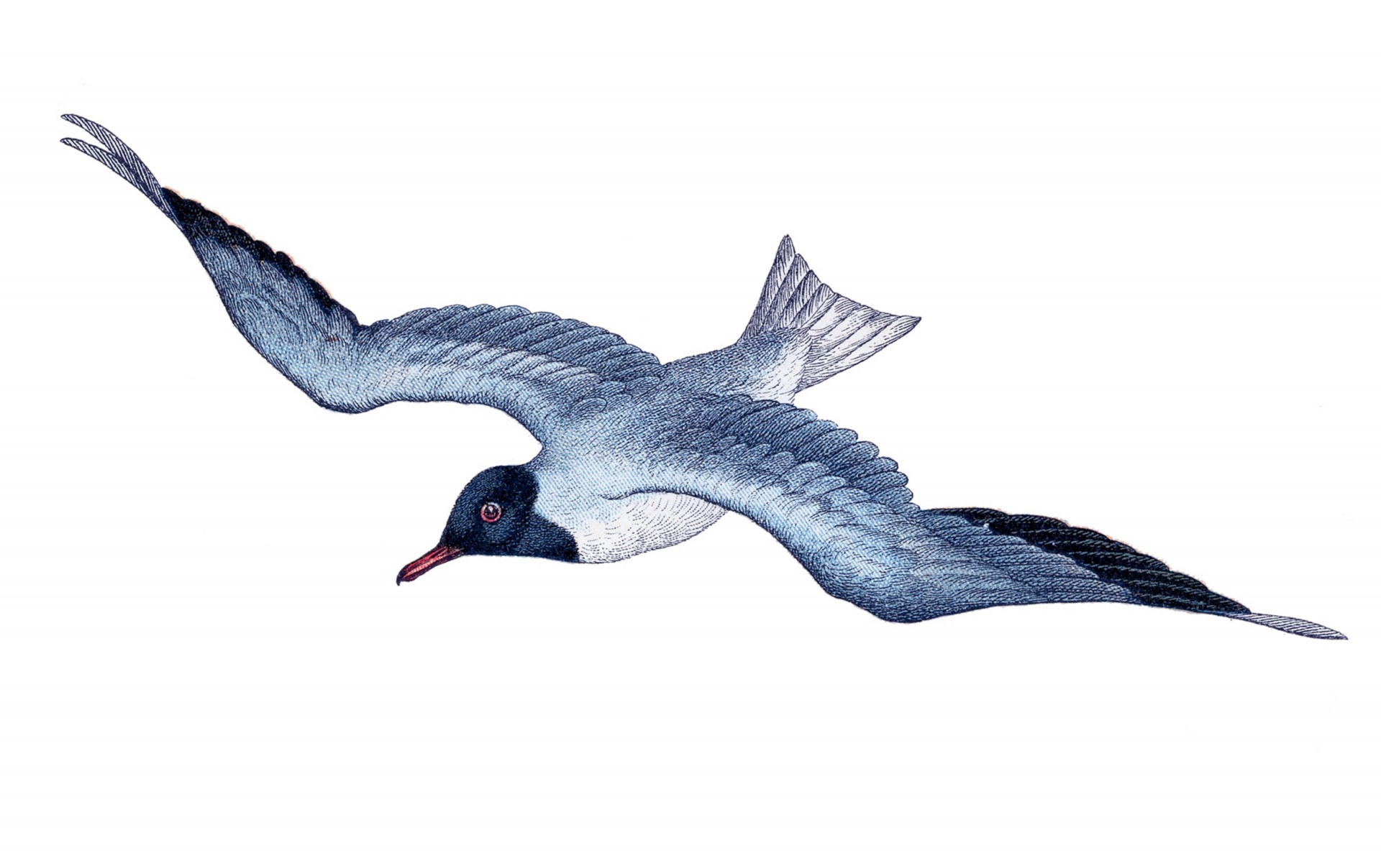 Bird seagull vintage art illustration clipart