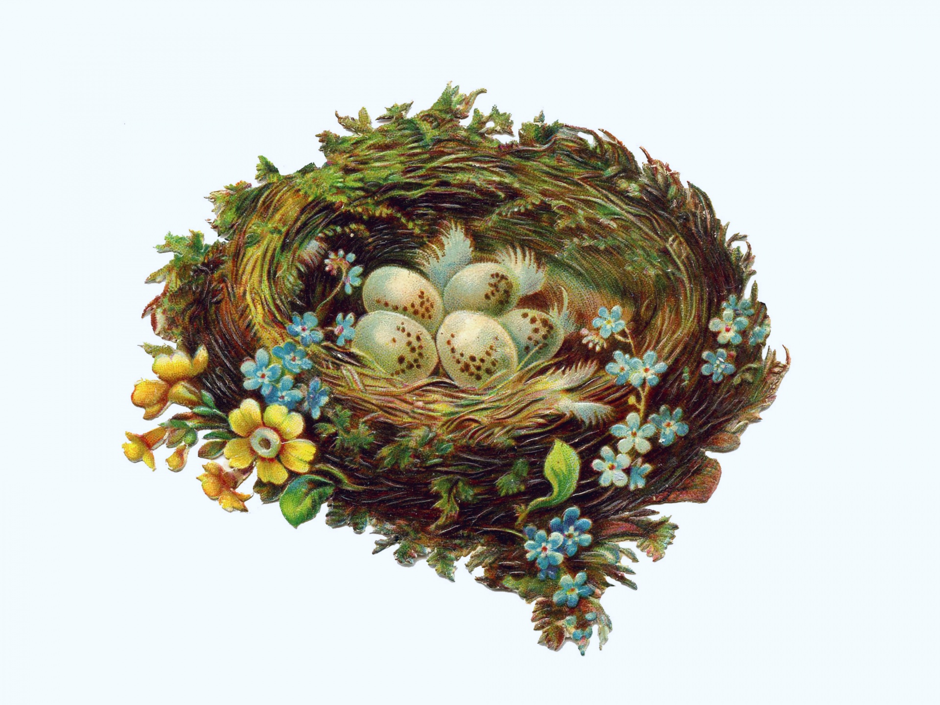 Bird Nest Eggs Flowers Vintage