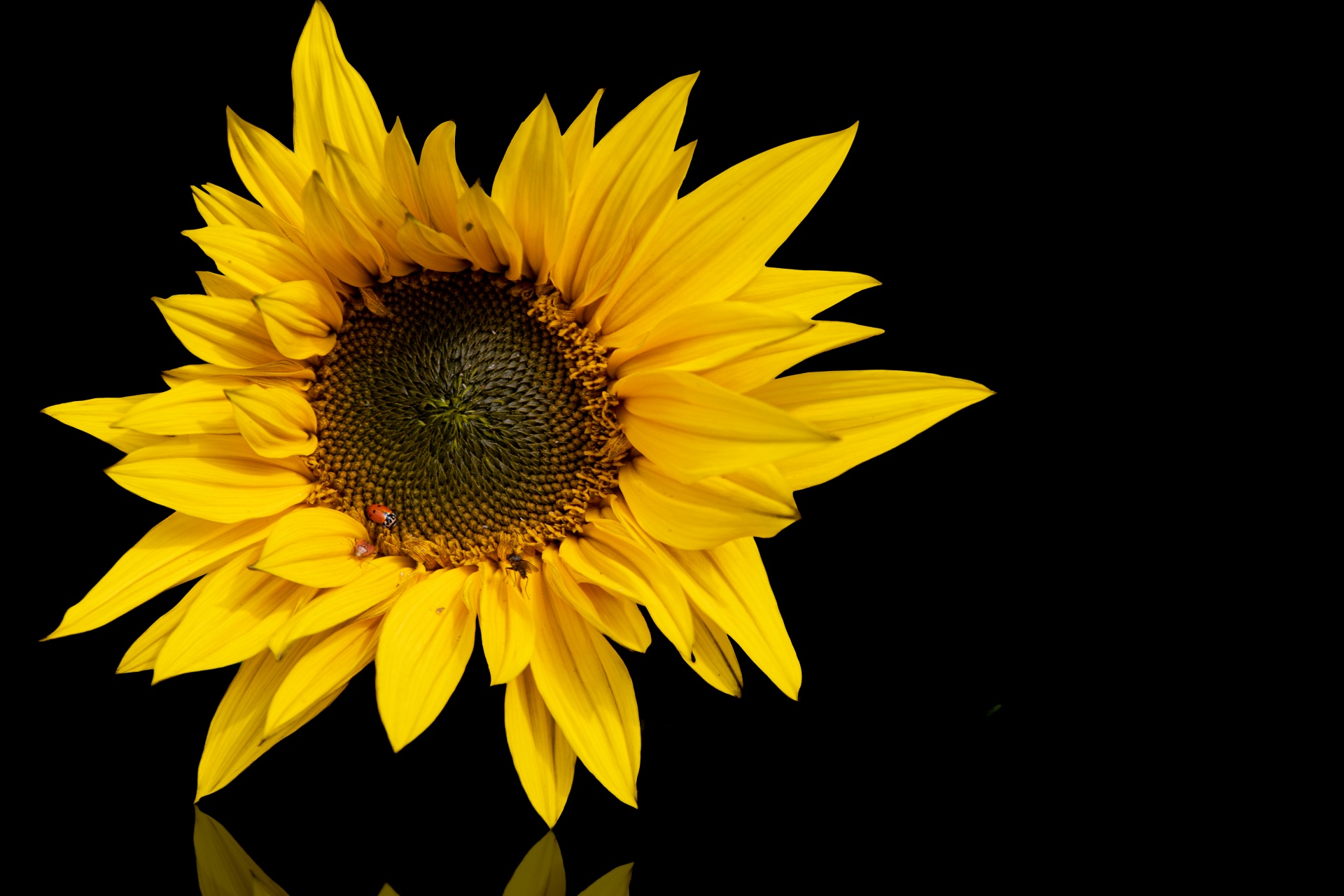 Sunflower, Black Background